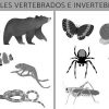Ejemplos de animales invertebrados photo 0