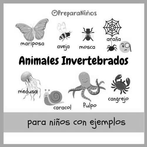 Ejemplos de animales invertebrados photo 1