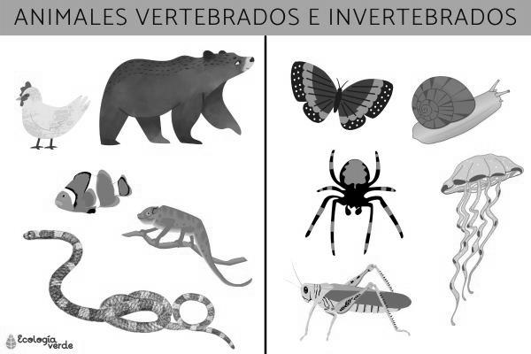Ejemplos de animales invertebrados photo 2