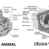 Ejemplo de la c'elula procariota image 0