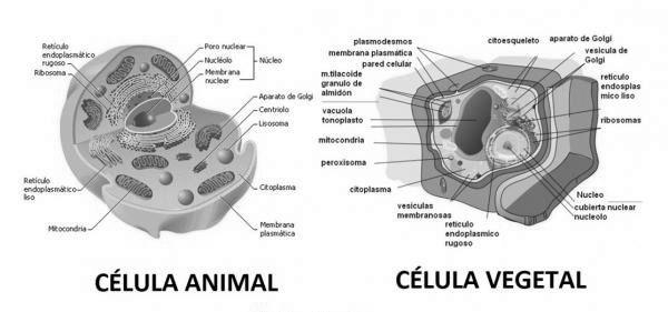 Ejemplo de la c'elula procariota image 0