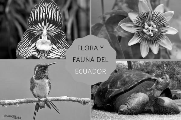Ejemplos de flora y fauna image 1